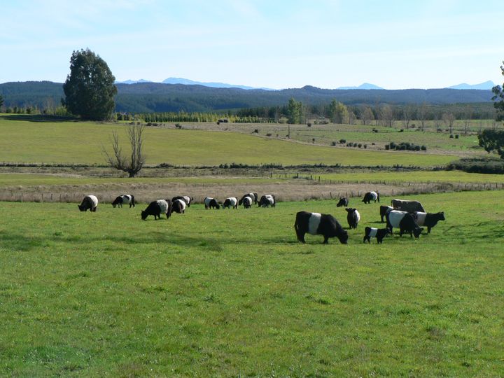 Specialist Livestock Sold Wakefield, Tasman District 1387 Eighty Eight