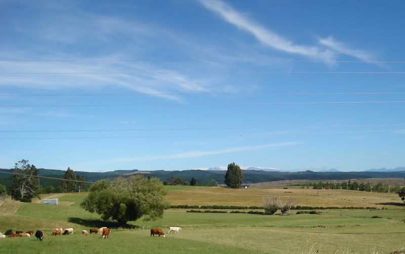 Specialist Livestock Sold Wakefield, Tasman District 1387 Eighty Eight 