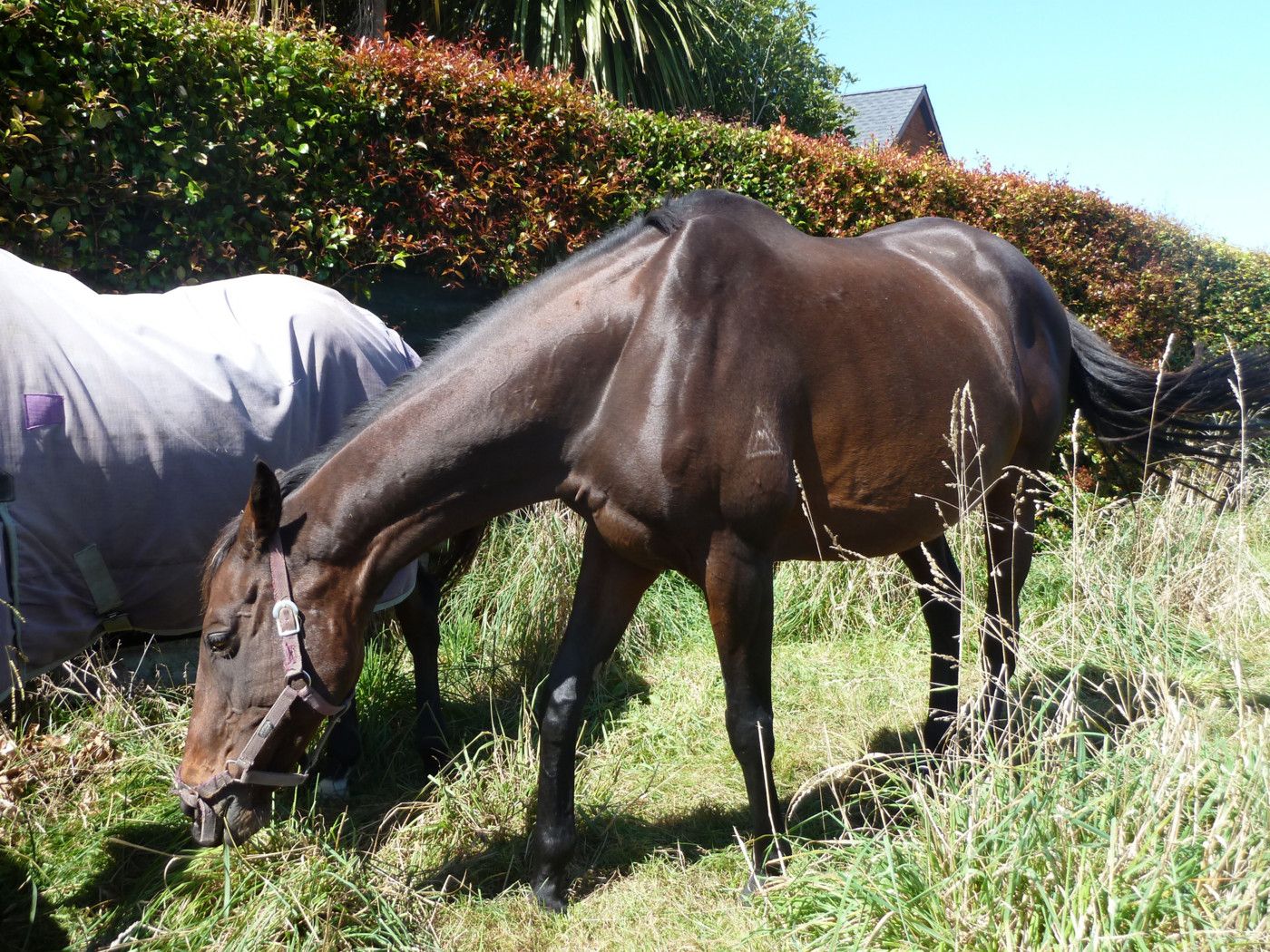 14a Regis Lane, Flat Bush, Manukau City