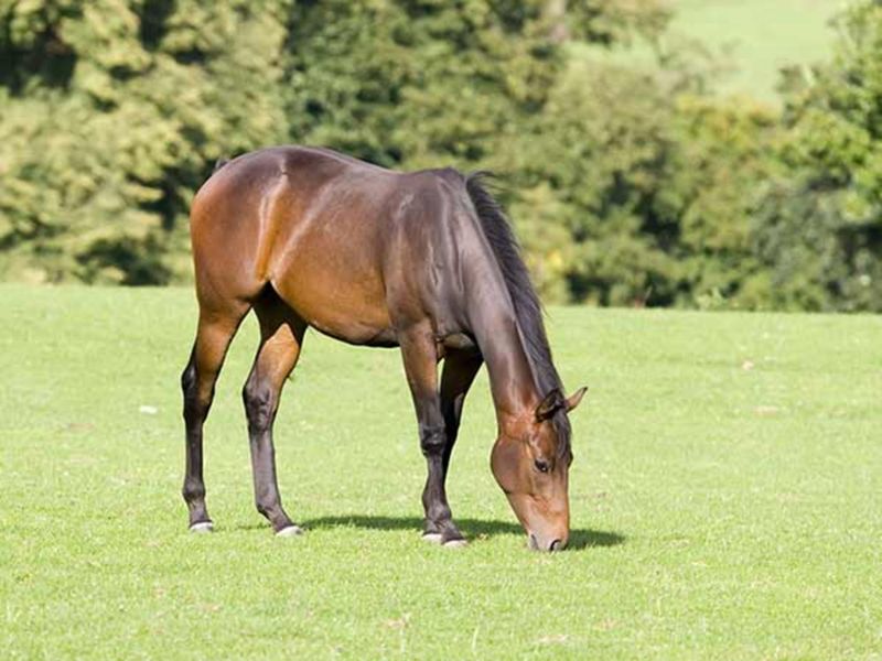 SOLD SOLD SOLD - Flat Bush