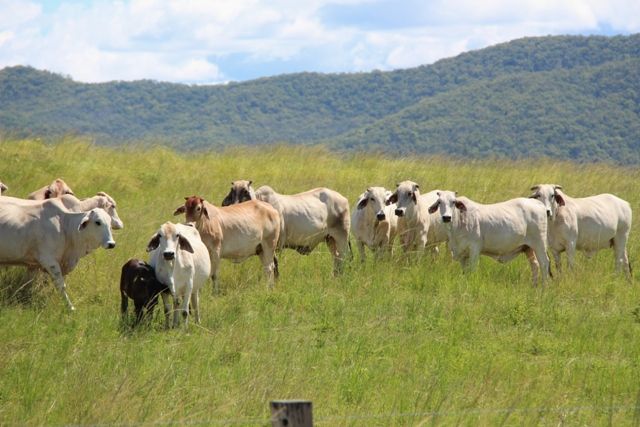 Livestock Sold Taunton, QLD 1078 Taunton Road