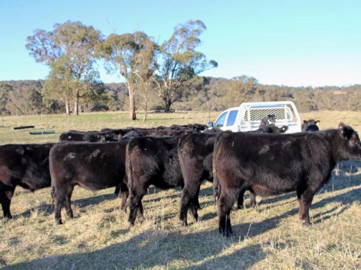 Stock options cattle sales